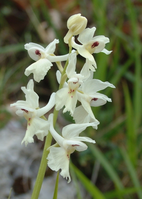 Orchis x colemanii (ibrido: Or. mascula x Or. pauciflora)